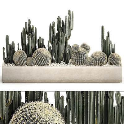现代植物堆 仙人掌